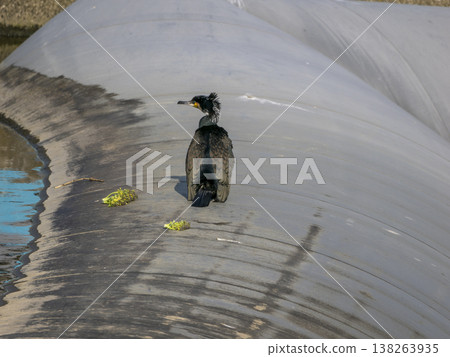 A cormorant resting at a river weir. A cormorant resting at a river weir. 138263935