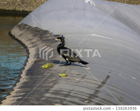 A cormorant resting at a river weir. A cormorant resting at a river weir. 138263936