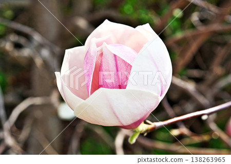 Magnolia blossoms beginning to open (Spring, March) Magnolia blossoms beginning to open (Spring, March) 138263965