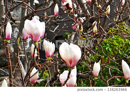Magnolia blossoms beginning to open (Spring, March) Magnolia blossoms beginning to open (Spring, March) 138263966