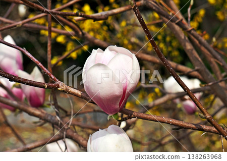 Magnolia blossoms beginning to open (Spring, March) Magnolia blossoms beginning to open (Spring, March) 138263968