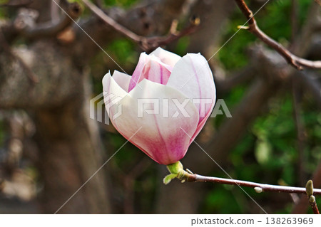 Magnolia blossoms beginning to open (Spring, March) Magnolia blossoms beginning to open (Spring, March) 138263969