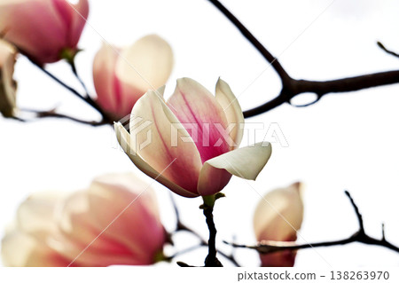 Magnolia blossoms beginning to open (Spring, March) Magnolia blossoms beginning to open (Spring, March) 138263970