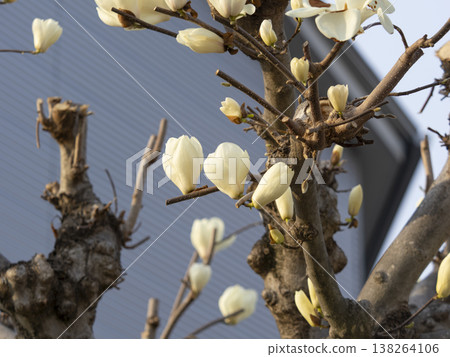 magnolia flower blooming in the park magnolia flower blooming in the park 138264106