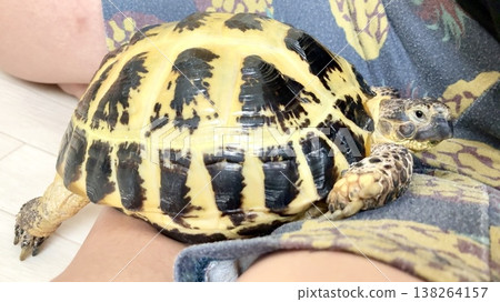 Russian tortoise resting on foot 138264157