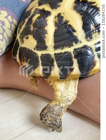 Russian tortoise foot Russian tortoise foot 138264158
