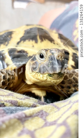 A relaxing Russian tortoise 138264159