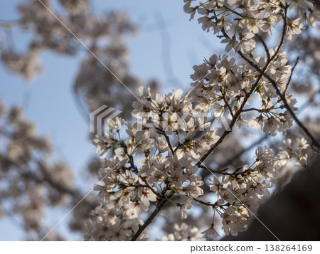 Close-up of cherry blossoms in the park 138264169