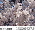 Somey Yoshino is in full bloom 138264278