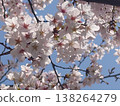 Sakura that shines in the blue sky 138264279