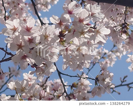 Sakura that shines in the blue sky Sakura that shines in the blue sky 138264279