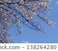 Cherry blossoms in full bloom shining in the blue sky 138264280