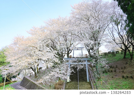 The beautiful sight of cherry blossoms blooming profusely along the diagonal line when viewed from the front of the torii gate of Kofuku Shrine in spring. The beautiful sight of cherry blossoms blooming profusely along the diagonal line when viewed from the front of the torii gate of Kofuku Shrine in spring. 138264283