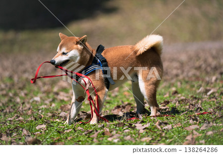 柴犬牽著繩子玩耍 柴犬牽著繩子玩耍 138264286