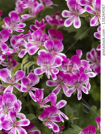 Vibrant Pelargonium grand passo flowers Vibrant Pelargonium grand passo flowers 138264567