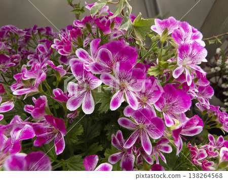 Vibrant Pelargonium grand passo flowers 138264568