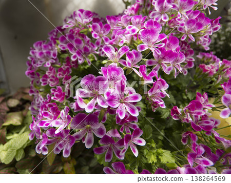 Vibrant Pelargonium grand passo flowers Vibrant Pelargonium grand passo flowers 138264569