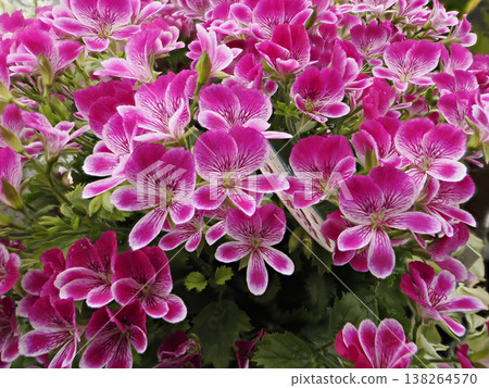 Vibrant Pelargonium grand passo flowers 138264570