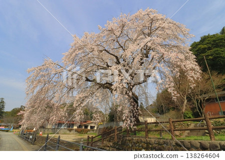 Ohara Weeping Cherry Tree (Hita City) Ohara Weeping Cherry Tree (Hita City) 138264604