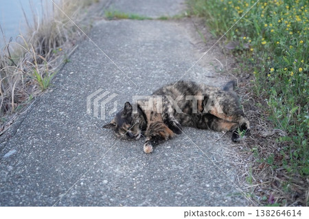 Rusty cat playing on the embankment 138264614