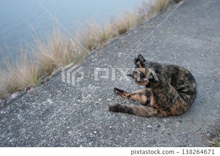 Rusty cat playing on the embankment 138264671