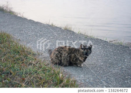 Rusty cat playing on the embankment 138264672