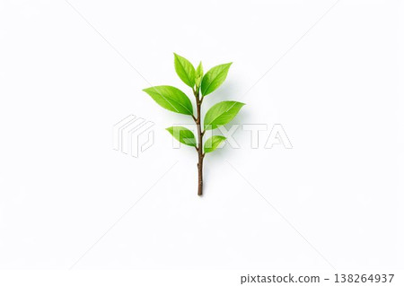 嫩綠的新芽和極簡的植物修剪 138264937