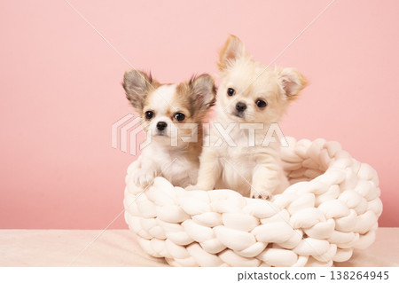 Two chihuahuas in bed with a pink back 138264945