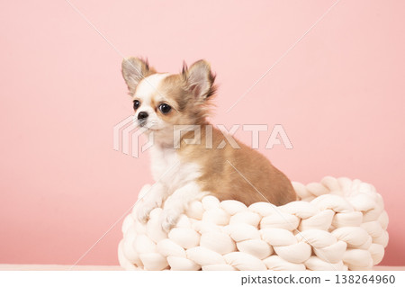Lulu the Chihuahua in a pink bag and bed Lulu the Chihuahua in a pink bag and bed 138264960