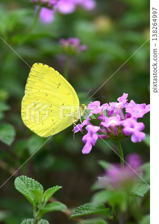 The Yellow-breasted Clouded Yellow (Melia sulphurea, grass yellow) also evokes a spring image. The Yellow-breasted Clouded Yellow (Melia sulphurea, grass yellow) also evokes a spring image. 138264997