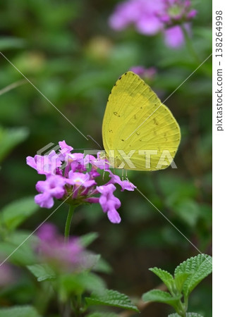 The Yellow-breasted Clouded Yellow (Melia sulphurea, grass yellow) also evokes a spring image. 138264998