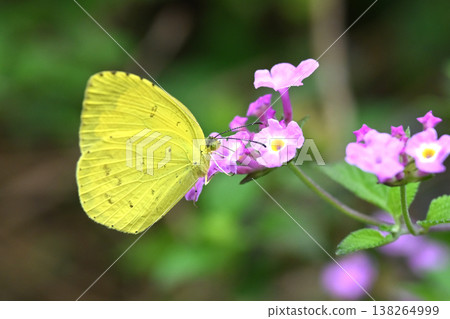 The Yellow-breasted Clouded Yellow (Melia sulphurea, grass yellow) also evokes a spring image. 138264999