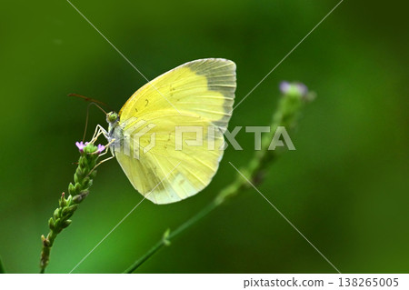 北方黃蝶（草黃蝶）也讓人聯想到春天。 138265005