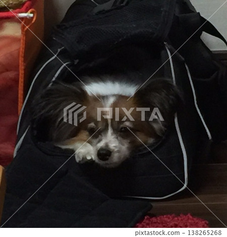 一隻蝴蝶犬在自己的房間裡陷入沉思。 一隻蝴蝶犬在自己的房間裡陷入沉思。 138265268