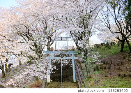 春天的幸福神社櫻花盛開! 春天的幸福神社櫻花盛開! 138265405