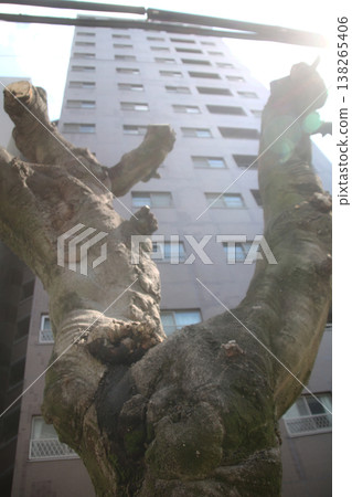 高樓大廈和被砍伐的樹木 高樓大廈和被砍伐的樹木 138265406