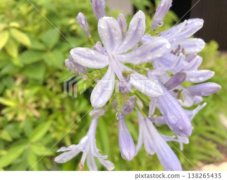 White Agapanthus White Agapanthus 138265435
