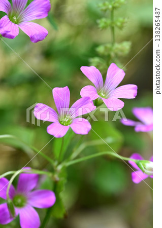 Violet wood-sorrel 138265487
