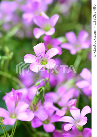 Violet wood-sorrel Violet wood-sorrel 138265490