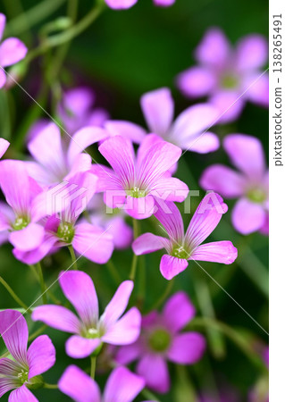 Violet wood-sorrel 138265491