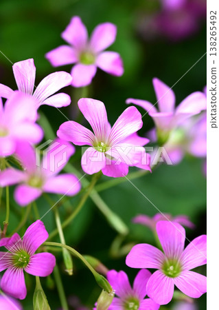 紫酢漿草 138265492