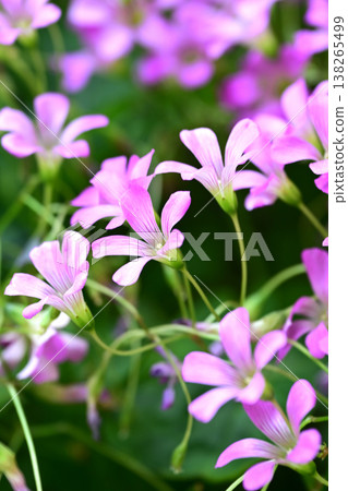 Violet wood-sorrel 138265499