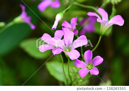 Violet wood-sorrel 138265501
