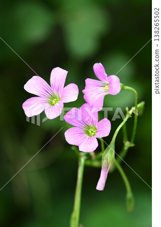Violet wood-sorrel Violet wood-sorrel 138265502