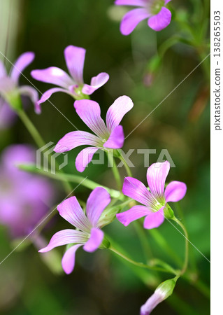 Violet wood-sorrel 138265503