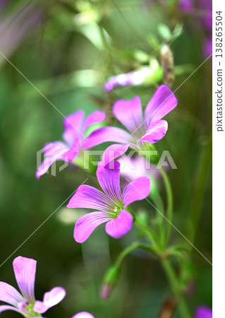 Violet wood-sorrel 138265504
