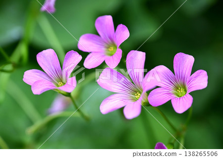 Violet wood-sorrel 138265506