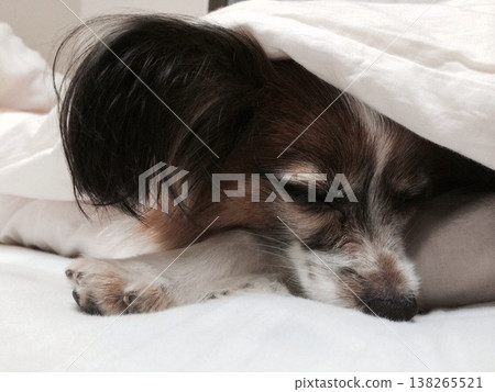 即使在睡覺的時候，蝴蝶犬也很優雅。 138265521