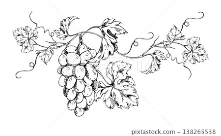 Organic grapevine composition of grape clusters, leaves and curling tendrils. Isolated botanical ink vector illustration. Hand drawn for vineyard promotion, wine labels, posters, packaging design. Organic grapevine composition of grape clusters, leaves and curling tendrils. Isolated botanical ink vector illustration. Hand drawn for vineyard promotion, wine labels, posters, packaging design. 138265538
