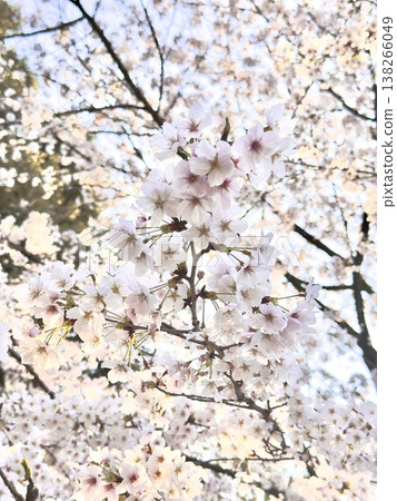 Cherry tree in full bloom  138266049